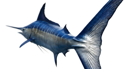 Fototapeta premium Blue Marlin Fish Tail Fin Close Up Studio Shot Isolated on White Background