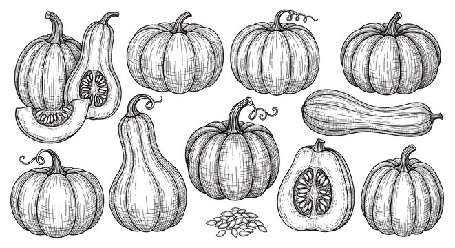 Assortment of hand drawn autumn harvest pumpkins and squash collection