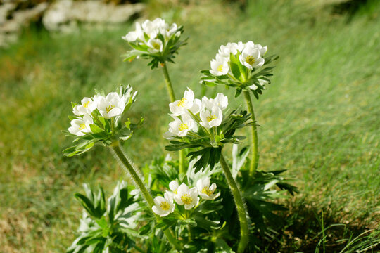 Anemonastrum narcissiflorum, charming the narcissus anemone narcissiflora flowered somewhat like anemone buttercup narcissus-flowered wild delicate flowering white cluster color native plant growing