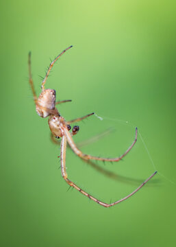 View of a small spider with long spiny legs hanging from a thin silk thread against a soft green background in Oldtown, County Dublin, Ireland.