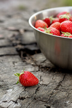 One ripe red strawberry on a cracked wooden surface beside a metal bowl full of fresh berries. Rustic style composition with natural light capturing organic harvest and farm eco freshness beautifully.