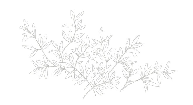 Leafy Branch