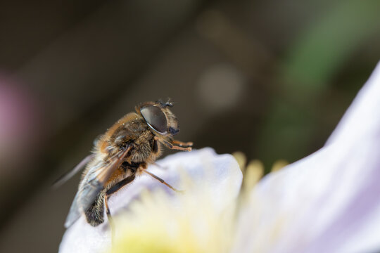 View of a hoverfly resting on a delicate light purple flower petal with a soft blurred background in Oldtown, County Dublin, Ireland.
