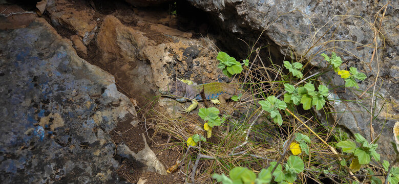 Lagarto ocelado (Timon lepidus) o Fardacho , primer plano , descansando sobre una roca en su h&aacute;bitat natural en la monta&ntilde;a.