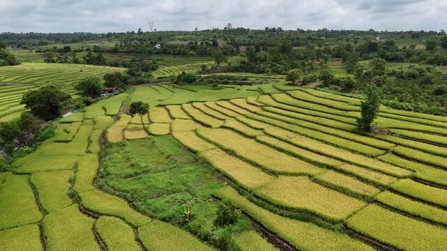 Drone footage documenting terraced farmland in Chu Sue Commune, Gia Lai Province, Vietnam. Captured from a different aerial vantage point, the footage shows green rice paddies alongside harvested sect