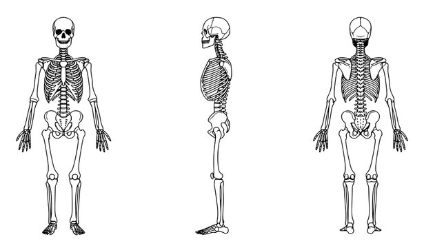 Human Bone System Anatomy Diagram with Front Side and Back Skeleton Views