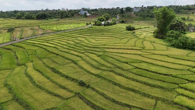 Drone footage captured above rice terraces in Chu Sue Commune, Gia Lai Province, Vietnam. The aerial view documents vibrant green terraced rice fields, with several plots already harvested, creating a
