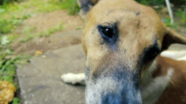 Extreme close up of a curious brown mixed breed dog nose sniffing towards the camera