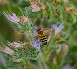 A macro shot of a bee collecting nectar on bright yellow yarrow flowers. A close-up of the insect during pollination against a blurred green nature background. Vibrant summer image. © yevgeniysh
