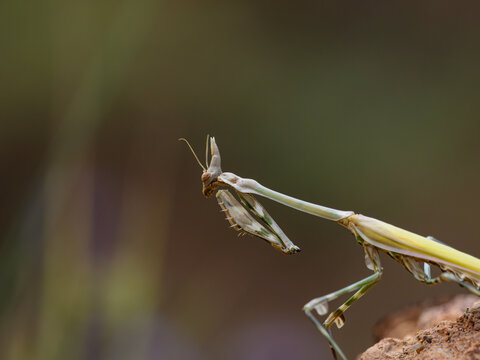 A conehead mantis (Empusa fasciata) sits in profile on a rock. Macro photography of a graceful insect with an unusual shape against a blurred green wildlife background. Sharp body details.