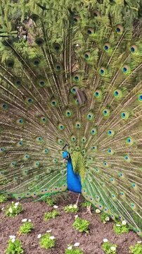 mating ritual of male peacock displaying his iridescent tail feathers in a fan shape. This vibrant blue and green bird performs a courtship ritual
