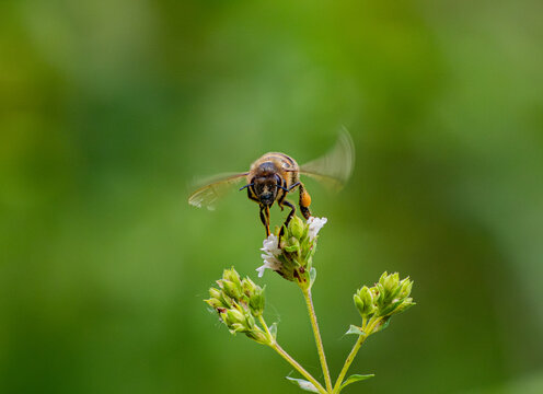 A macro shot of a bee collecting nectar on bright yellow yarrow flowers. A close-up of the insect during pollination against a blurred green nature background. Vibrant summer image.