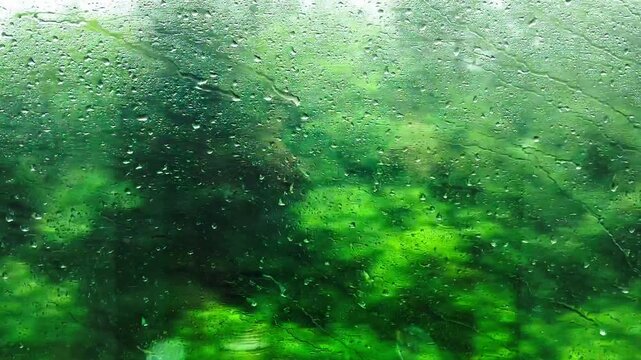 The green scenery outside the train window on a rainy day.
