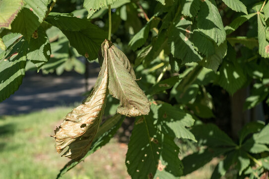 Drying chestnut leaf on tree showing disease and drought