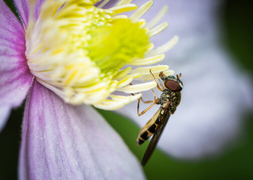 View of a hoverfly pollinating a vibrant purple and yellow clematis flower in a garden Oldtown, County Dublin, Ireland.