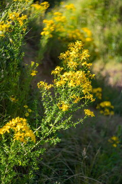 Hypericum perforatum, known as st. John's wort, is blooming yellow in a wild field