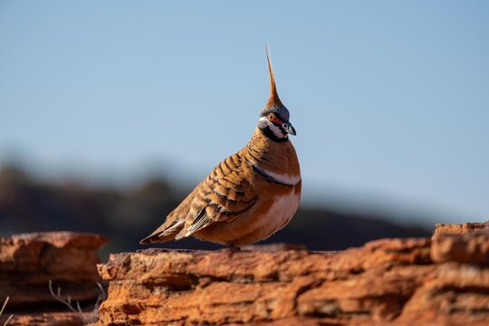 Spinifex Pigeon in Uluru, Central Australia 