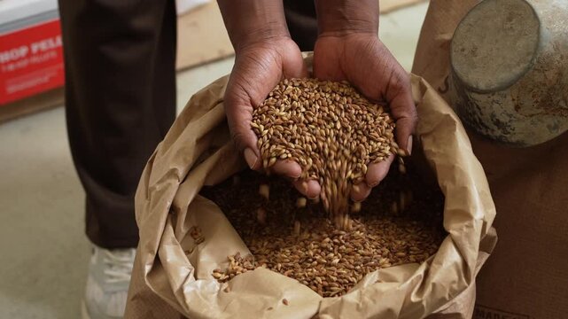 Brewer grabbing a handful of malt with his hands
