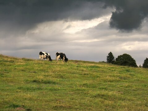 Domestic cows grazing on a green hill under a dramatic cloudy sky in the countryside. A typical rural landscape showing livestock in a natural environment.
