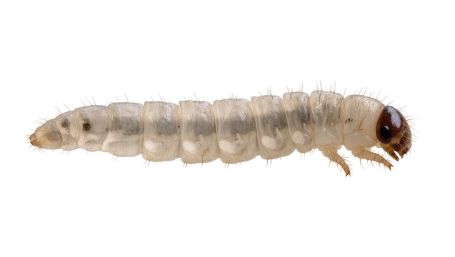 Translucent white grub larva with brown head and dark spots