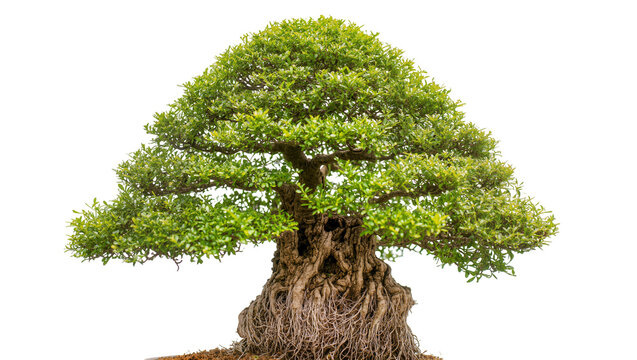 Ancient gnarled bonsai tree with lush green foliage and exposed roots