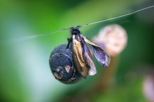 View of a longhorn moth with iridescent wings and long antennae resting on a dark berry against a blurred green background in Oldtown, County Dublin, Ireland.