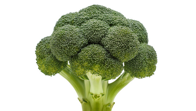 Fresh green broccoli head with thick stem