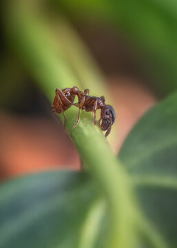 View of a brown ant crawling on a thin green plant stem with a soft blurred background Oldtown, County Dublin, Ireland.