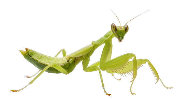 Green praying mantis insect with large eyes and serrated forelegs
