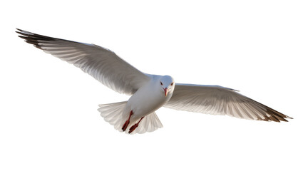 Obraz premium Seagull bird in flight with wings spread wide