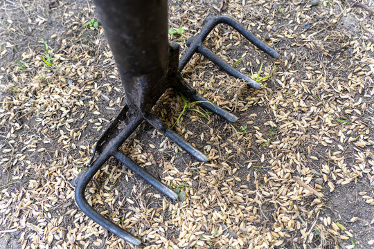 High angle close up of a traditional black iron rake tool on dry ground covered with scattered rice grains and husks during harvest drying process, rural farming and agriculture texture background cro