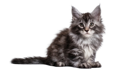 Fluffy Maine Coon kitten with tabby markings sitting © Julia