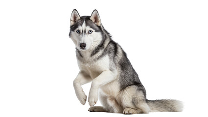 Siberian Husky dog sitting with one paw raised © Lisa