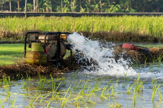 Agricultural water pump generator modified with an LPG gas cylinder spraying clean water to irrigate a green rice paddy field under bright natural morning sunlight, rural farming irrigation background