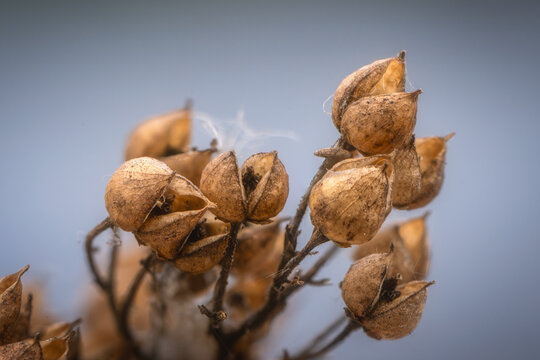 View of dried brown seed pods with open husks against a soft blurred background in Oldtown, County Dublin, Ireland.