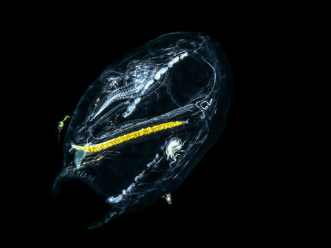 Pelagic tunicate, salp (Salpa aspera)