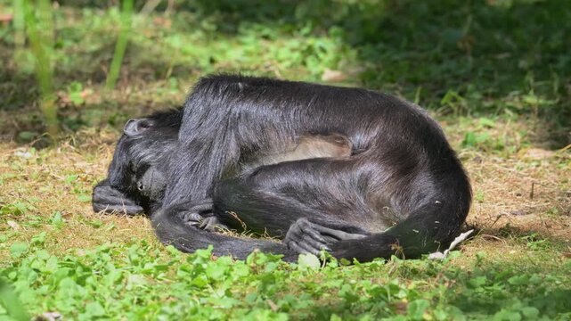 Mexican spider monkey (Ateles geoffroyi vellerosus) resting on the ground