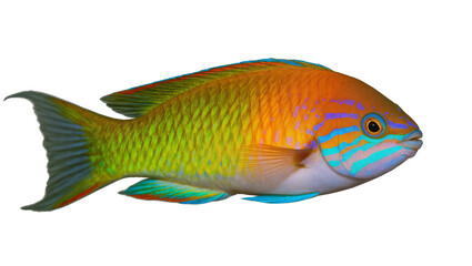 Colorful tropical fish with orange green, and blue stripes © Lisa