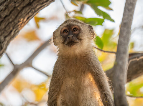 Vervet monkey looking straight into the camera, Botswana, Africa