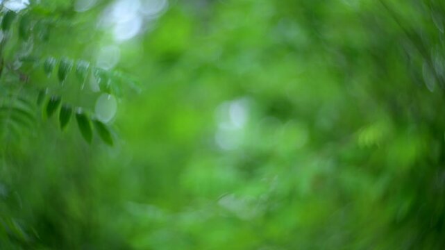 Rowan branches in windy forest with natural green background and swirly bokeh