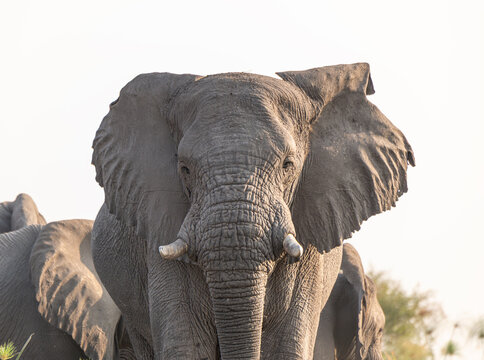Elephant in the Okavango - Cubango river area in Botswana, Africa