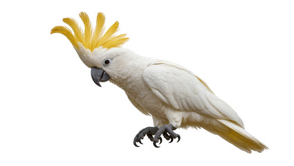 White cockatoo with yellow crest feathers © Lisa