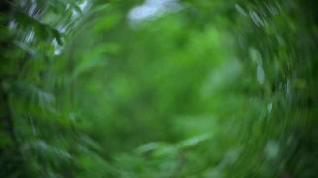 Rowan branches in windy forest with natural green background and swirly bokeh