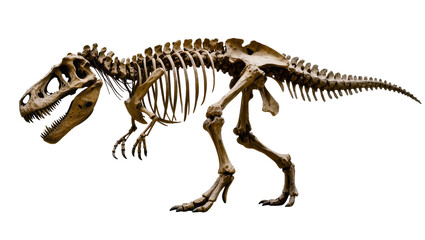 Tyrannosaurus Rex dinosaur skeleton fossil © Lisa