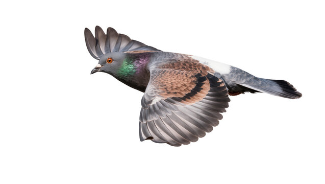 Pigeon bird with wings spread flying forward