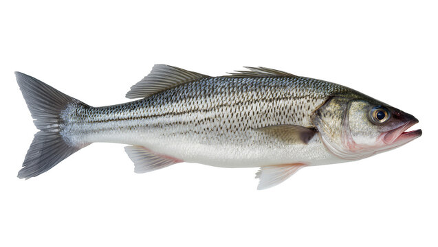 Striped Bass Fish Side View
