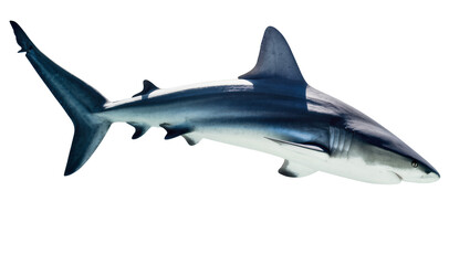 Fototapeta premium Blue shark swimming with fins extended