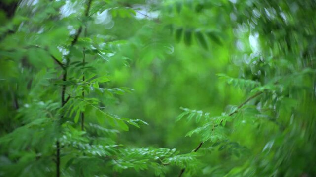 Rowan branches in windy forest with natural green background and swirly bokeh