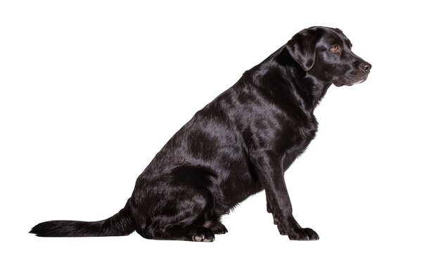 Black Labrador Retriever dog sitting profile view