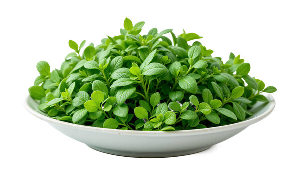Cress (Lepidium sativum) Fast-growing herb with tiny, spicy leaves, potted in a shallow dish or small container, widely used for